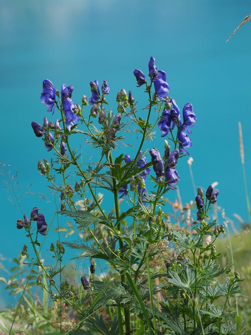 Wolfsbane